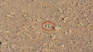 Plover/tern eggs are labeled in this image.  